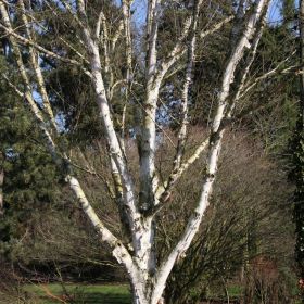 Betula utilis 'Snow Queen' 12 Litre